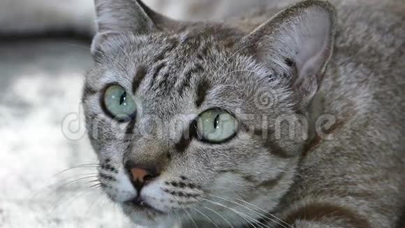 猫眼的表情视频的预览图