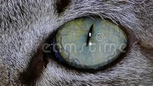 猫眼的表情视频的预览图
