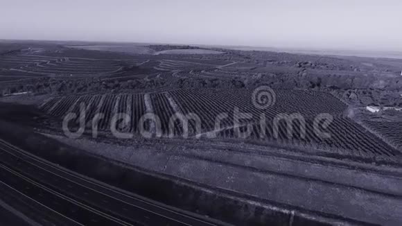 从无人驾驶飞机俯瞰葡萄园视频的预览图