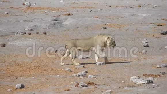 年轻的雄性饥饿的狮子在风中行走非洲纳米比亚Etosha国家公园野生动物狩猎视频的预览图