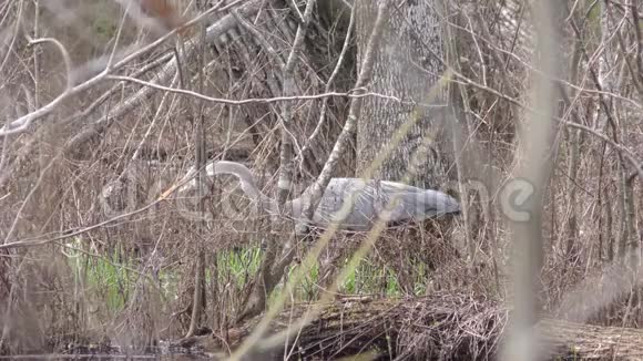 乔治亚州查塔霍切河蓝鹭在沼泽草地上觅食声音怪异视频的预览图