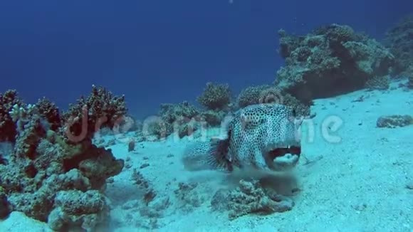 珊瑚礁热带海洋中的巨型河豚视频的预览图