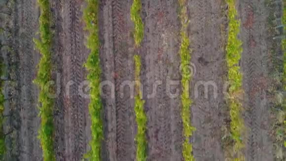 空中无人机从山顶俯瞰乡村葡萄园的田野欧洲视频的预览图