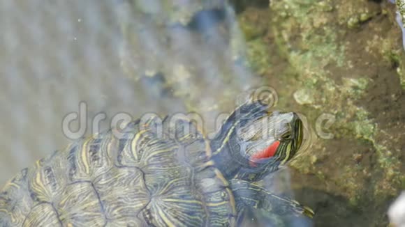 红腹龟在池塘里游泳其他海龟近距离观看视频的预览图