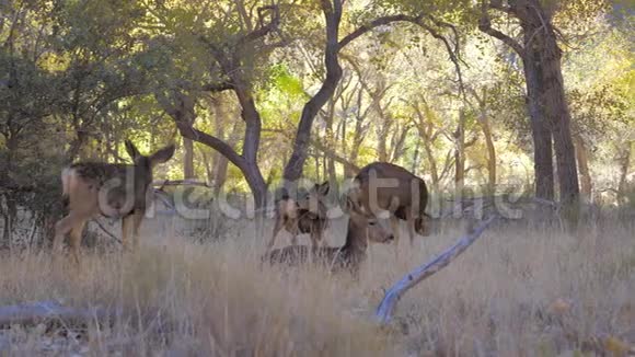 猎鹿的牧人在锡安公园的树荫中安息视频的预览图