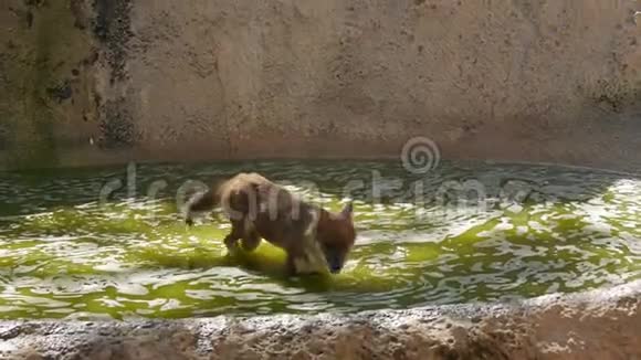 亚洲野狗洞从动物园的绿水中爬出来视频的预览图