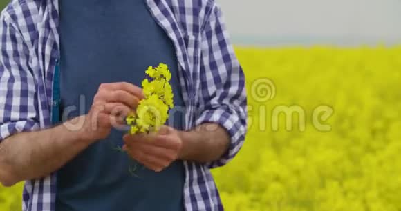农场快乐农夫油菜花画像视频的预览图