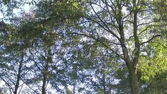 阳光透过树叶五彩缤纷的树木和鸟儿的啁啾视频的预览图