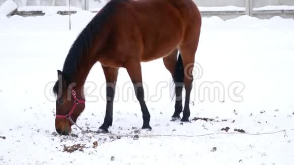 冬天在开阔的围场里散步和放牧的棕色马视频的预览图