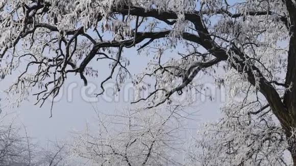 白雪覆盖的相思树枝视频的预览图