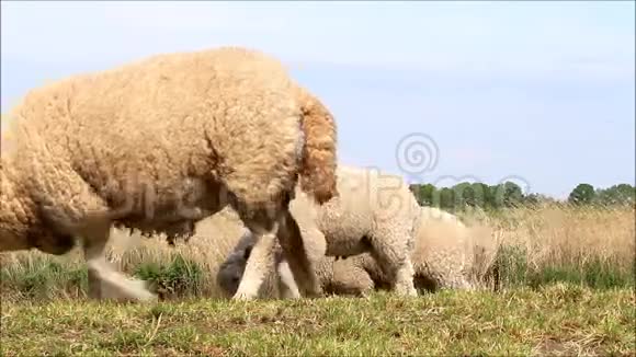 绵羊母羊和羔羊行走视频的预览图