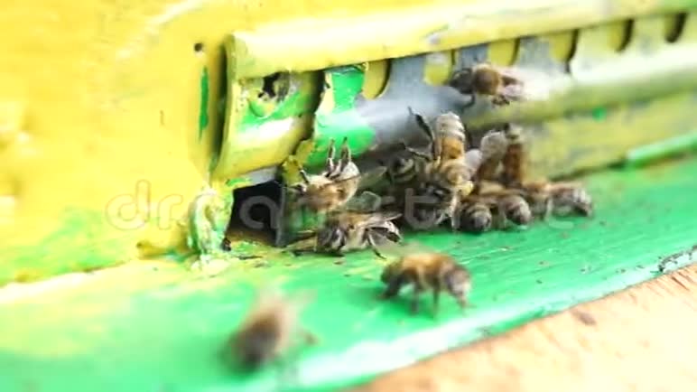 蜜蜂工作守护它们的蜂巢蜂蜜生产农业视频的预览图