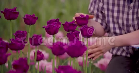 手在农场检查紫郁金香花瓣视频的预览图