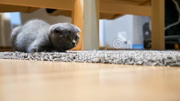 可爱的灰色苏格兰褶皱小猫坐在地板上视频的预览图