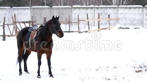 冬天棕色鞍马在开阔的围场里行走视频的预览图