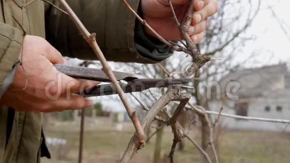 春天修剪藤蔓旧剪刀葡萄园里的农夫视频的预览图