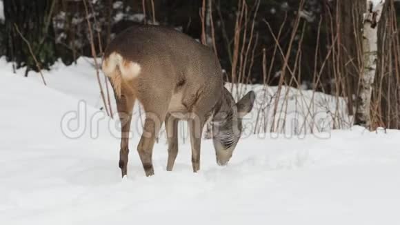 野生在冬季的自然卡普雷乌斯视频的预览图