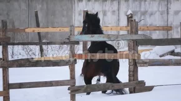 冬天棕马在开阔的围场上飞驰视频的预览图