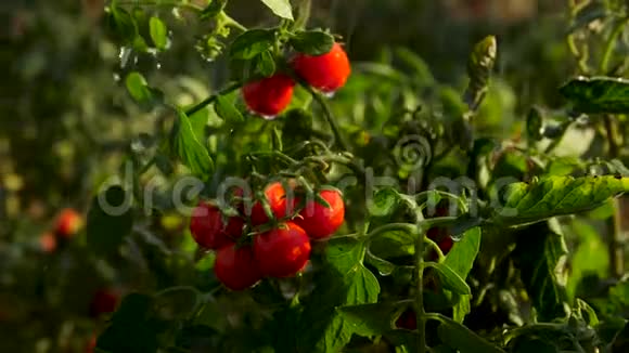 在多汁的绿色灌木背景下雨中的灌木丛上有新鲜的樱桃番茄视频的预览图