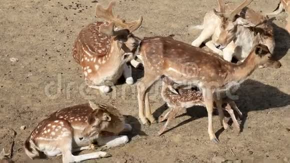 浅鹿母鹿视频的预览图