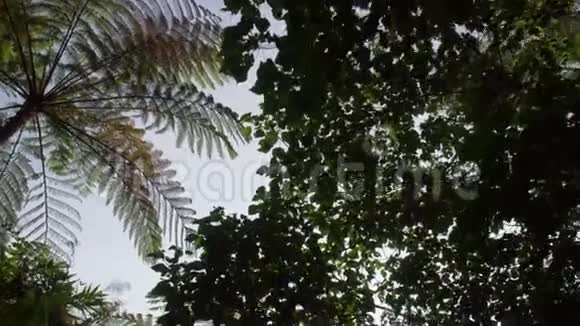 在热带雨林的绿树冠下漫步视频的预览图