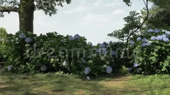 在佐治亚州巴统的一个最大的公园里夏日的蓝色花朵视频的预览图