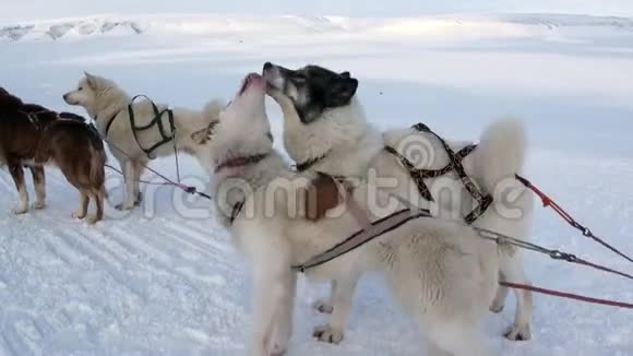 雪橇狗队马拉穆特哈士奇爱斯基摩人在北极的雪背景下休息视频的预览图