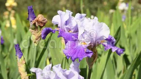 靠近紫色和白色的虹膜在花园里随风移动4KUHD视频镜头静态摄像机视频的预览图
