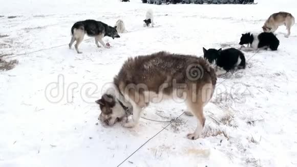 雪橇狗队马拉穆特哈士奇爱斯基摩人吃北极的肉视频的预览图