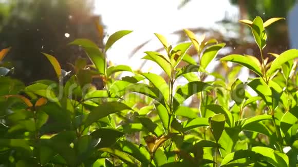 用年轻的绿树浇灌花园夏日阳光明媚视频的预览图
