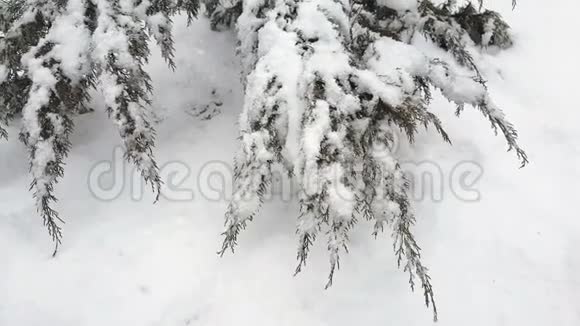 暴雪时被雪覆盖的柏树视频的预览图