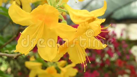春天美丽的黄色杜鹃花的特写视频的预览图