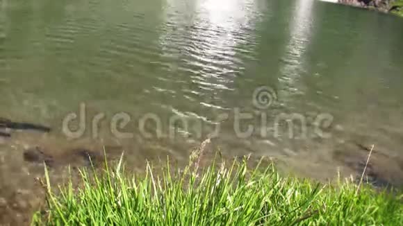 清澈的湖水和青草视频的预览图