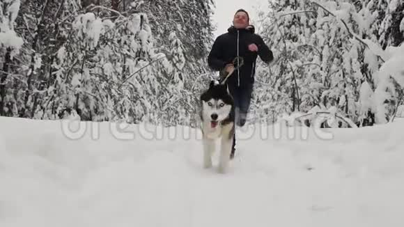 在冬天的森林里一个穿着黑色夹克和牛仔裤的男人和一只西伯利亚哈士奇狗跑步这是一个慢镜头松杉视频的预览图