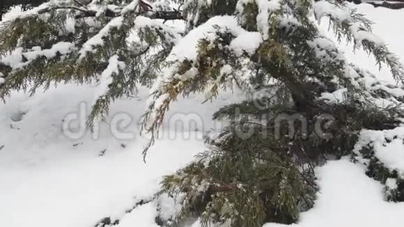 暴雪时被雪覆盖的柏树视频的预览图
