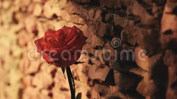 红一朵玫瑰花石背景春阳影无人高清镜头视频的预览图