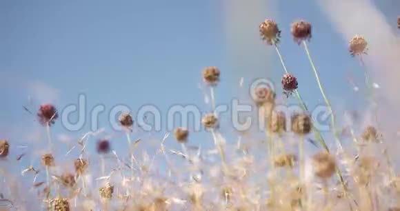 蜜蜂飞过一片炎热干燥的田野寻找慢镜头视频的预览图