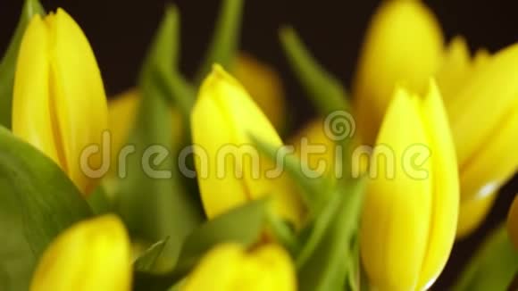 半隐性射击快关门黄色郁金香黑色背景上的郁金香花一束黄色郁金香在黑色视频的预览图