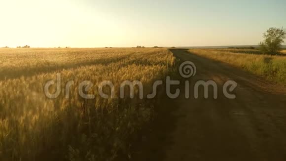 一大片成熟的小麦和一条乡村道路小麦穗粒摇风粮食收成在视频的预览图