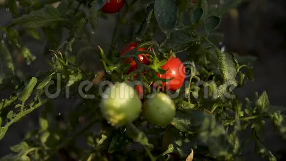 水滴落在西红柿和浆果的灌木丛中视频的预览图
