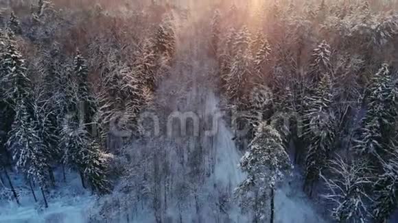 冬季森林的空中照片飞越阳光下的雪林在白色的树木上落下橙色冰霜视频的预览图