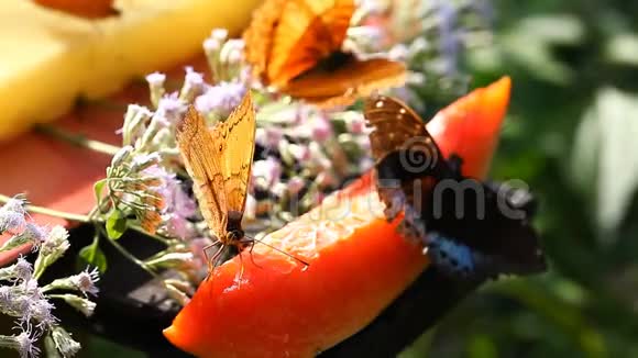 热带蝴蝶以果味花蜜为食视频的预览图