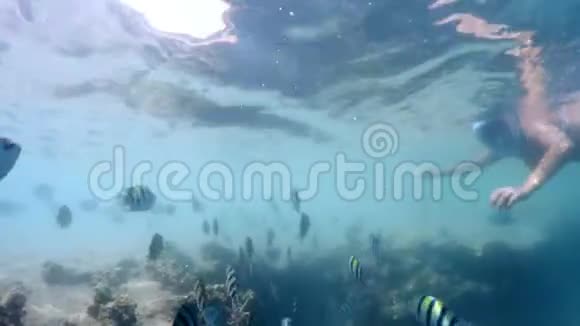 女子浮潜带珊瑚鱼红海埃及视频的预览图