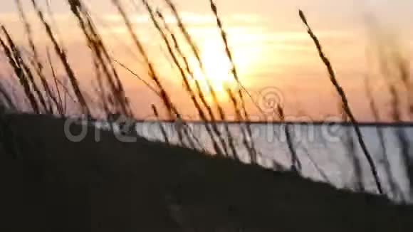 高大的草原草在五彩缤纷的夕阳下被剪影视频的预览图