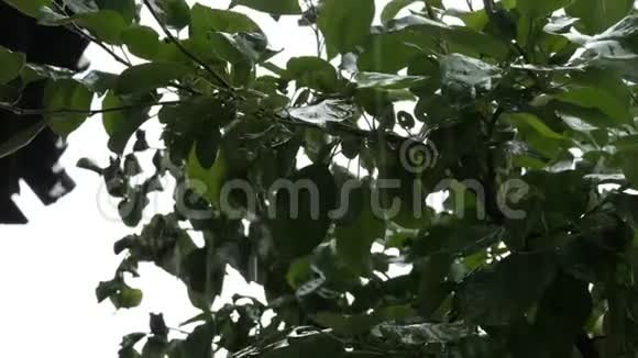 雨天树枝上有绿苹果的苹果树水滴滴在树叶上4K视频的预览图