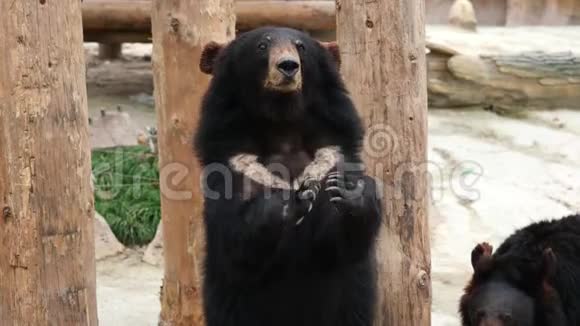 一只滑稽的喜马拉雅山黑熊站在它的后爪子上看着某人问食物的肖像4K视频慢动作视频的预览图