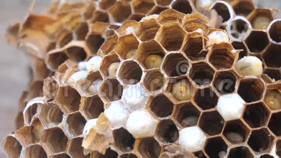 纸一个黄蜂巢和幼虫内的个别细胞大黄蜂幼虫大窝生活方式慢视频视频的预览图