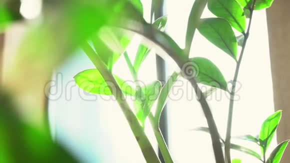 在早晨的阳光下窗台上放着绿叶的盆栽植物特写视频的预览图