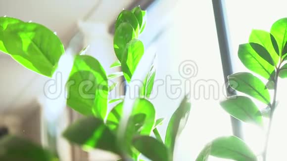 在早晨的阳光下窗台上放着绿叶的盆栽植物特写视频的预览图
