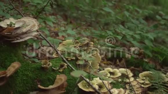 蘑菇在森林深处倒下的大树上的棕色野生蘑菇有绿色苔藓和蕨类植物的森林蘑菇视频的预览图